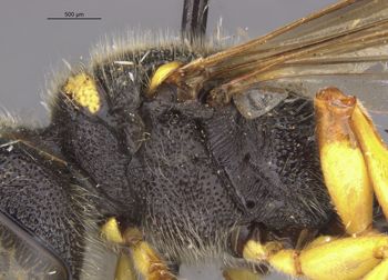 Media type: image;   Entomology 13771 Aspect: thorax lateral